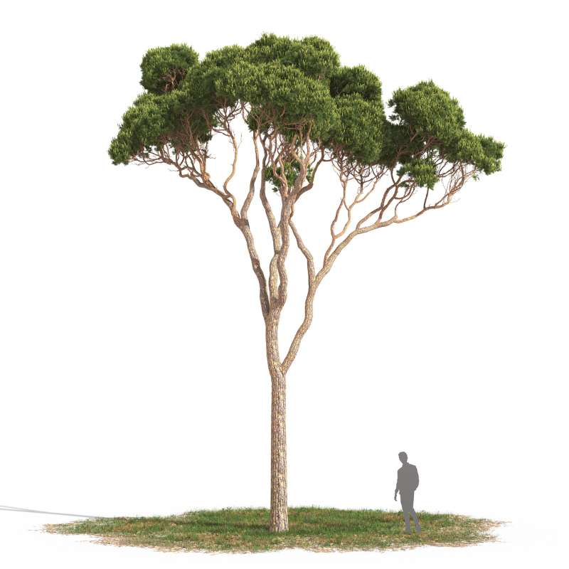 Archmodels Vol. 269 - Mediterranean Trees