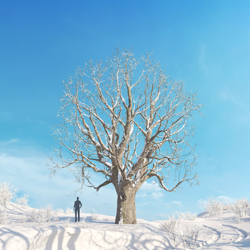 Archmodels Vol. 278 - Winter Trees