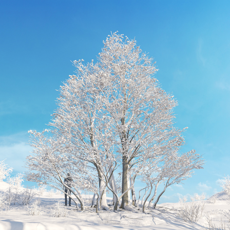 Winter Tree Model Archmodels Vol. 278 - Winter Trees (Max, C4D, FBX, OBJ) | Vray.us