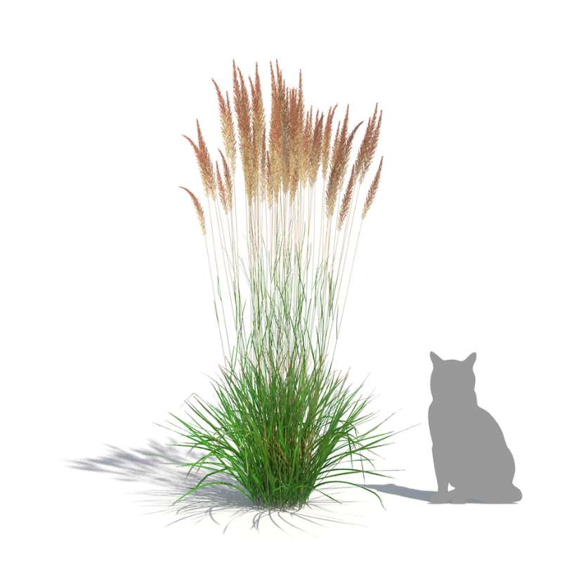 Plants Kit 20 - Temperate Ornamental Grasses