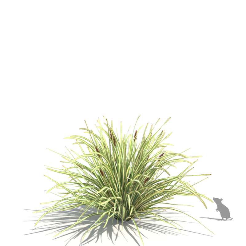Plants Kit 20 - Temperate Ornamental Grasses