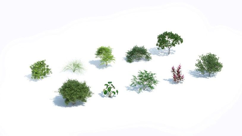 Kit Plantes 11 - Arbustes Tropicaux